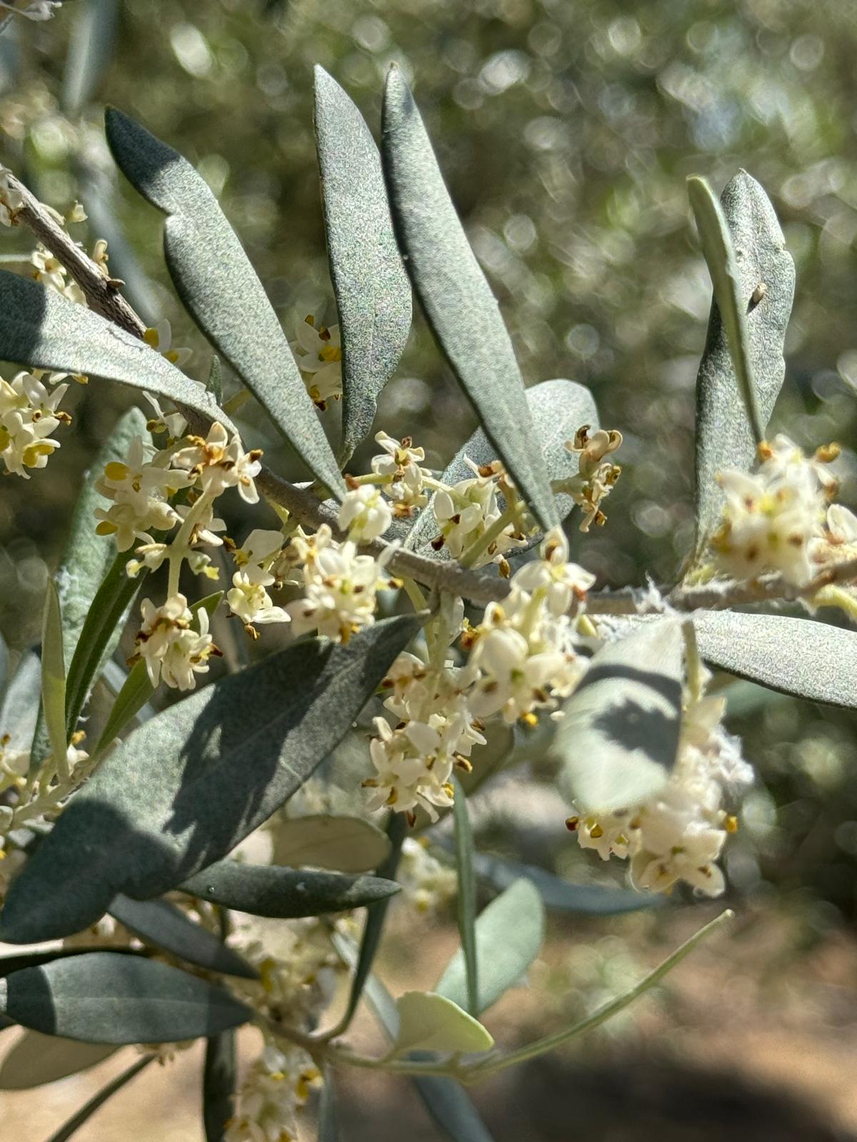Natrliche Selektion am Olivenbaum: Wie die Natur die besten Frchte w   Jordan Olivenl