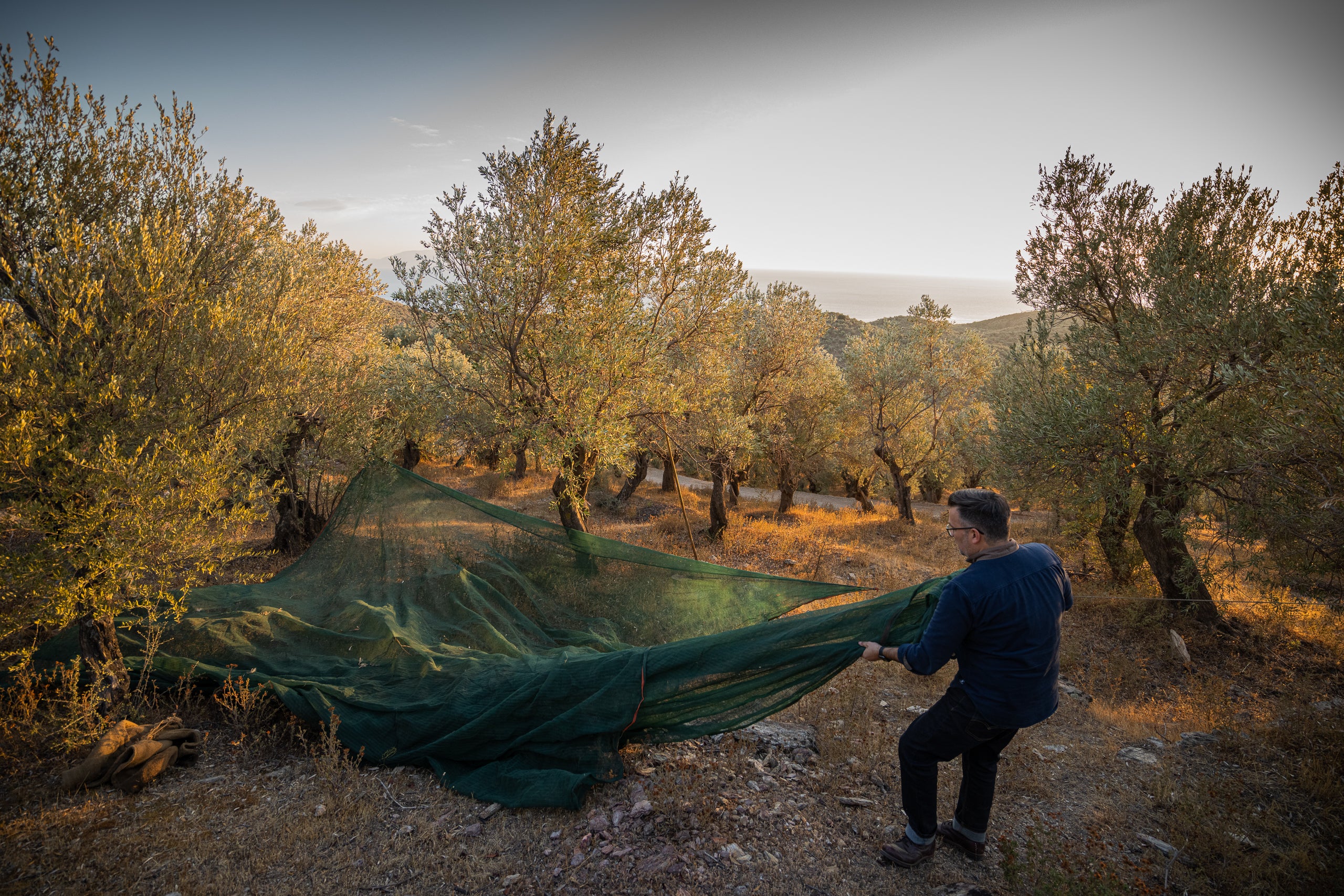 Die globale Vielfalt der Olivenhaine: Ein umfassender Einblick  Jordan  Olivenl