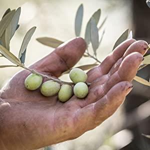 Jordan Olivenöl - Natives Olivenöl Extra - Flasche 0,50 Liter