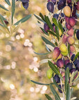 Jordan - Kalamata Oliven ohne Kern - 360g/200g Abtropfgewicht