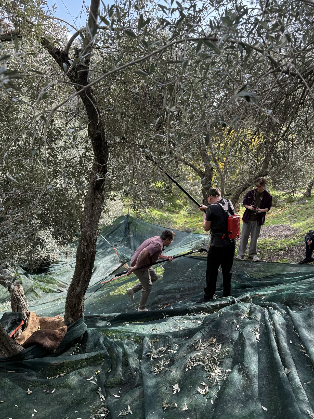 Anton Behnke & Brot mit Ei zu Gast: Einblicke in die Olivenernte auf Lesbos