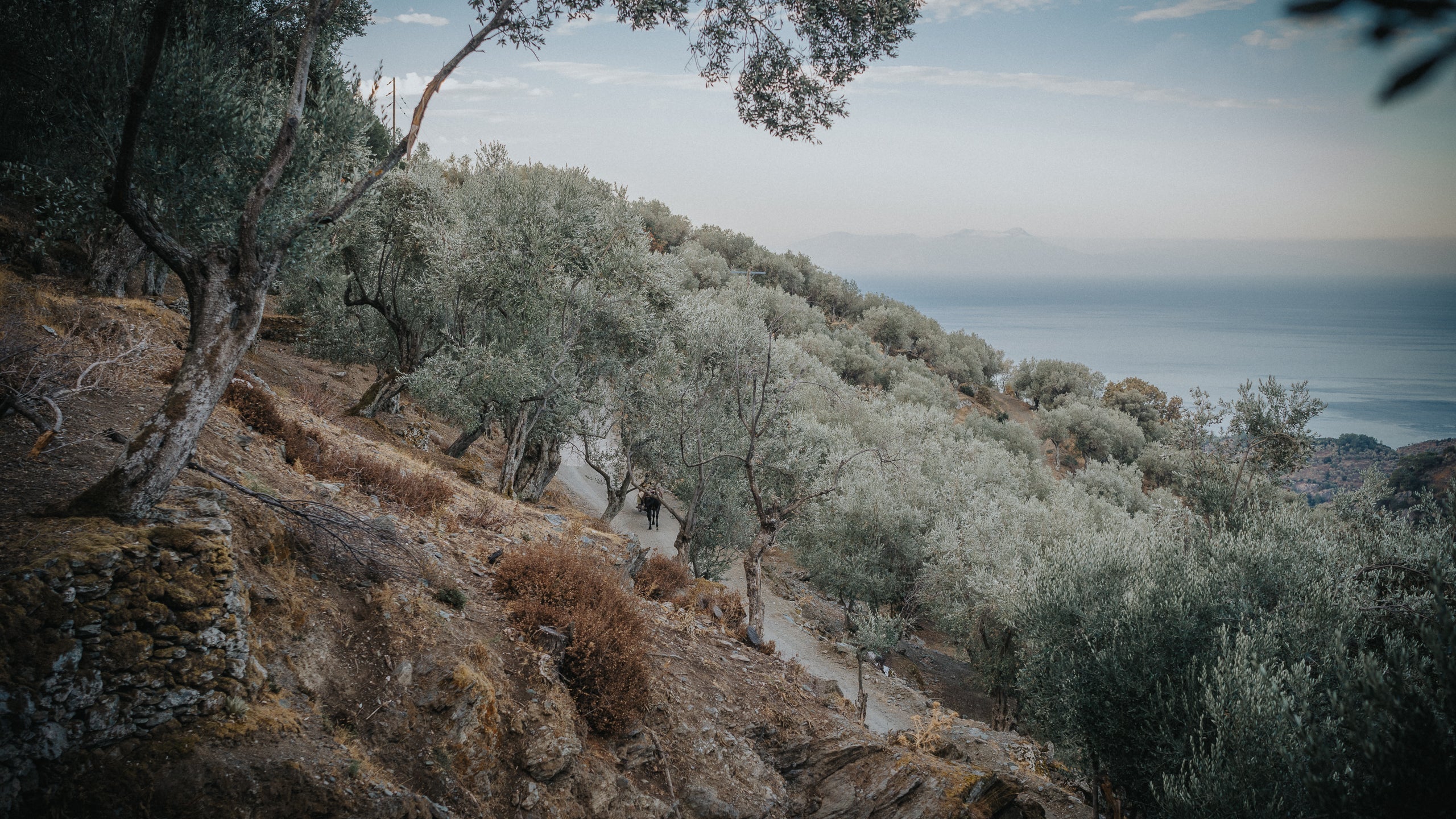 Lesbos: warum die Hälfte der Oliventerrassen aufgegeben ist