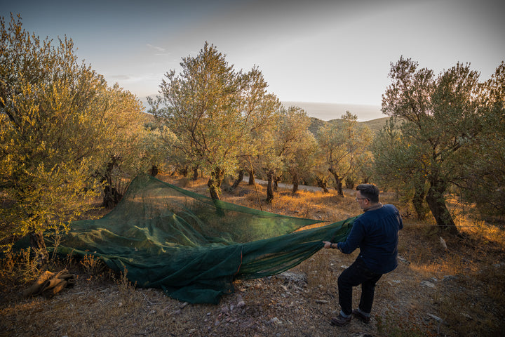 Von der Mittelmeerregion bis zur Neuen Welt: Die globale Verbreitung der Olivenhaine
