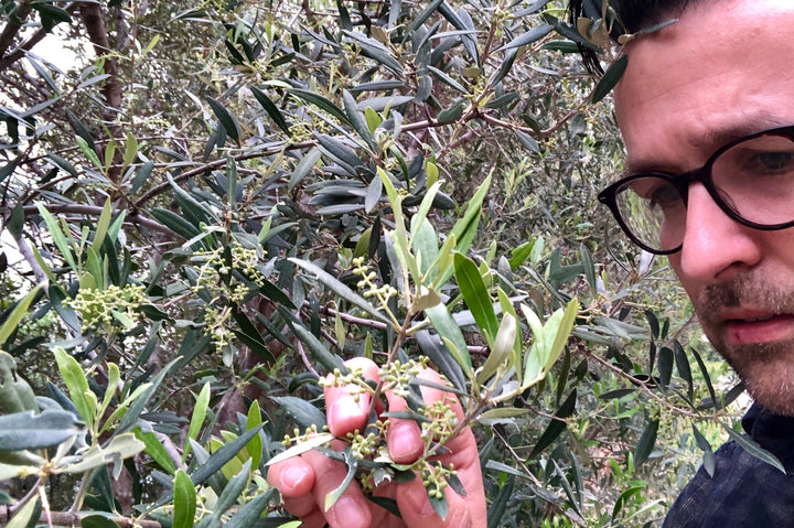Olivenblte auf Lesbos: 500.000 Blten pro Baum | Jordan Olivenl