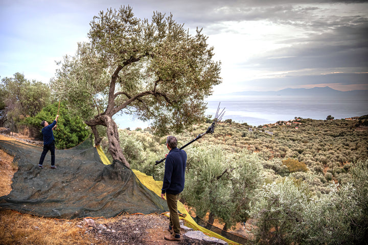 Klimawandel treibt Olivenölpreise: Wie Lesbos' nachhaltiger Anbau zur Lösung beiträgt