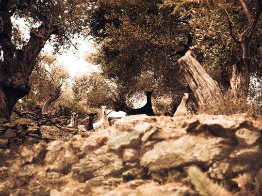 Lesbos – Landschaft, Klima & Umwelt