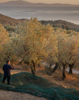 Jordan Olivenöl - Bambatsa - natives Olivenöl extra - Kanister - 3,00 Liter
