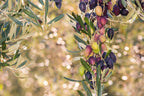 Jordan - Kalamata Oliven ohne Kern - 360g/200g Abtropfgewicht