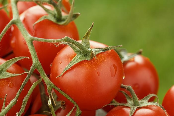 KYKNOS S.A. Greek Canning - Kirschtomaten (Cherrytomaten) aus Griechenland - 400g Dose