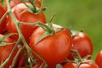 KYKNOS S.A. Greek Canning - Kirschtomaten (Cherrytomaten) aus Griechenland - 400g Dose