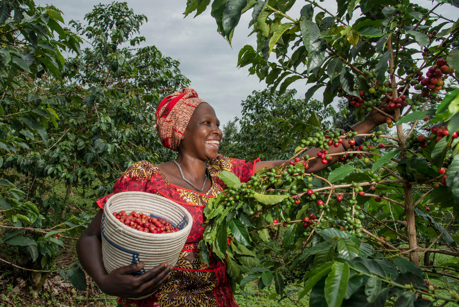 Angelique’s Finest Aroma-Kaffee 500g – Fairtrade - gemahlen