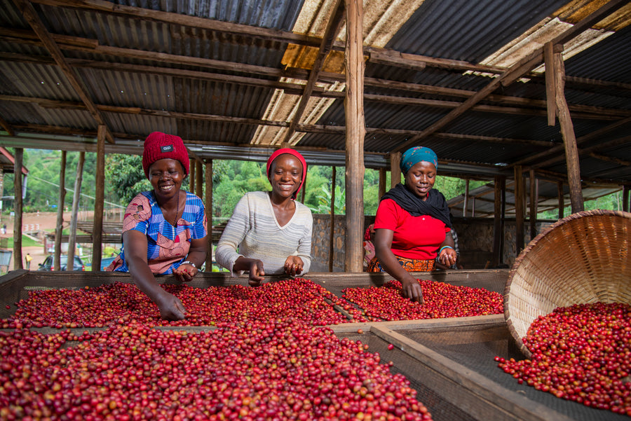 Angelique’s Finest Aroma-Kaffee 500g – Fairtrade - gemahlen