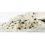 Spirit of Spice - Küsten Salz 2.0 - 65g